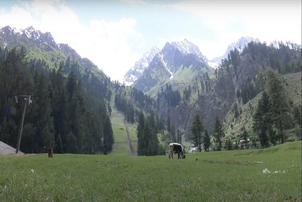 naltar valley gilgit baltistan