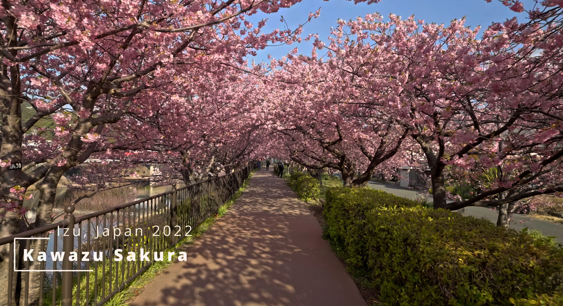 Cherry Blossom Season Japan Natures Captivating Beauty