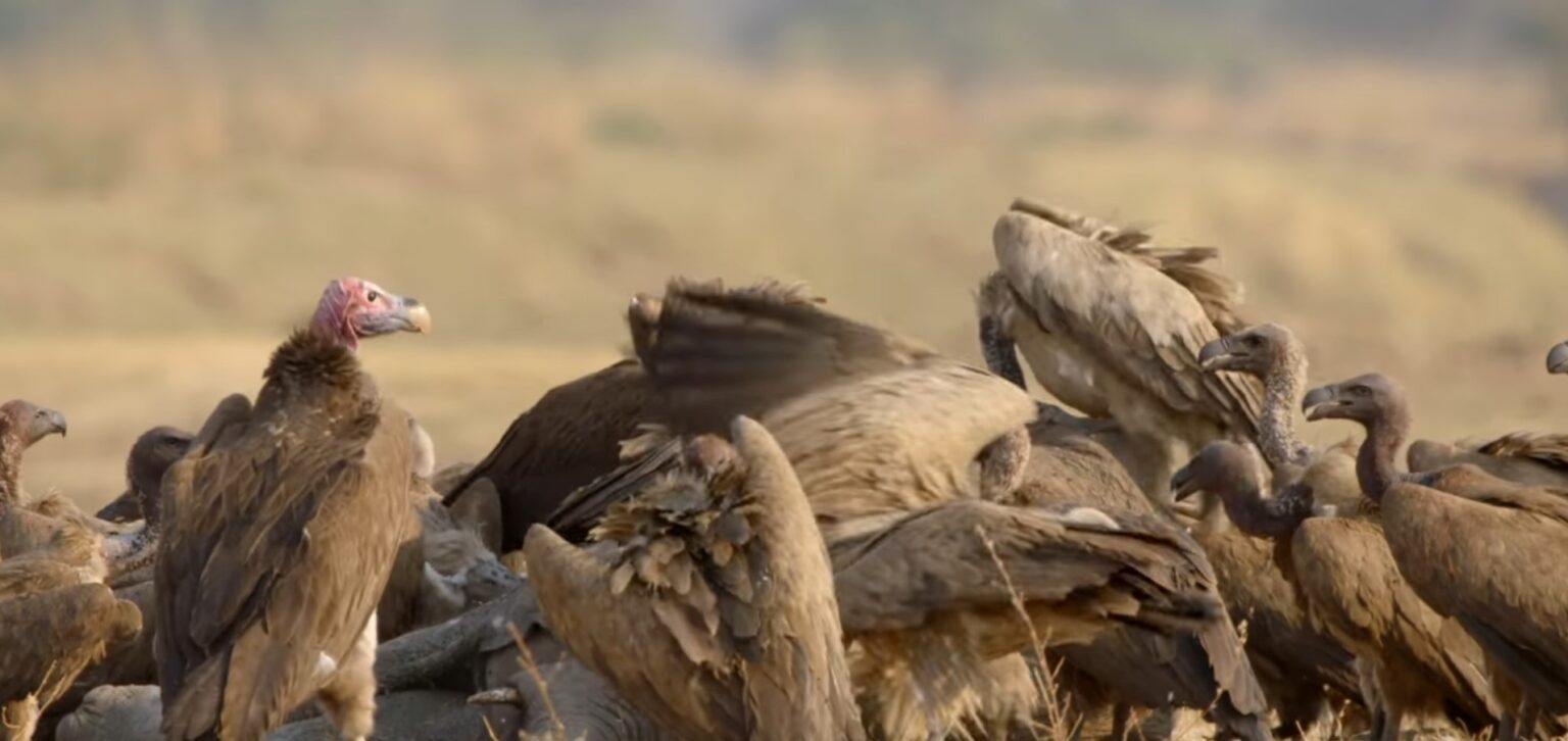 The Vital Role Of Vultures In Our Ecosystem The Pakistan Traveler 4825