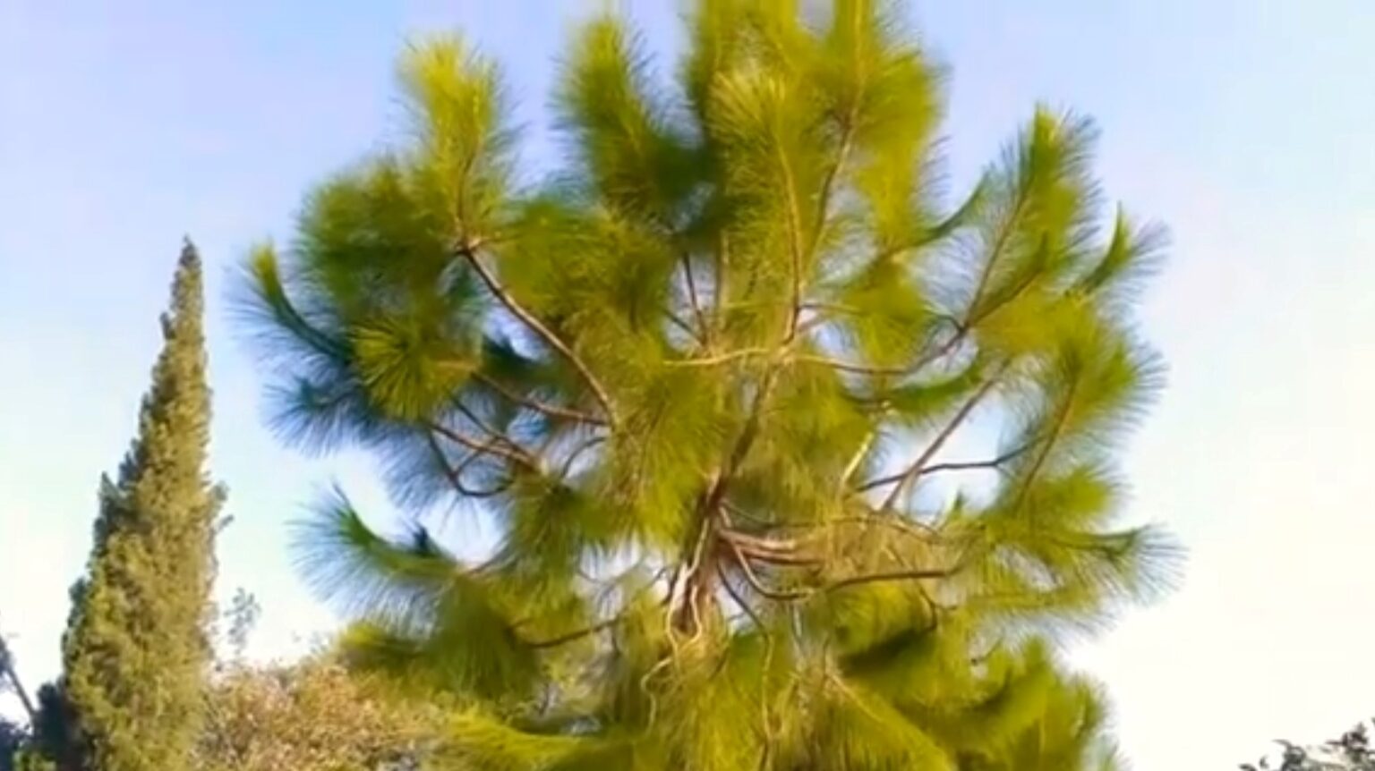 the-fascinating-world-of-pine-trees-uses-types-and-conservation